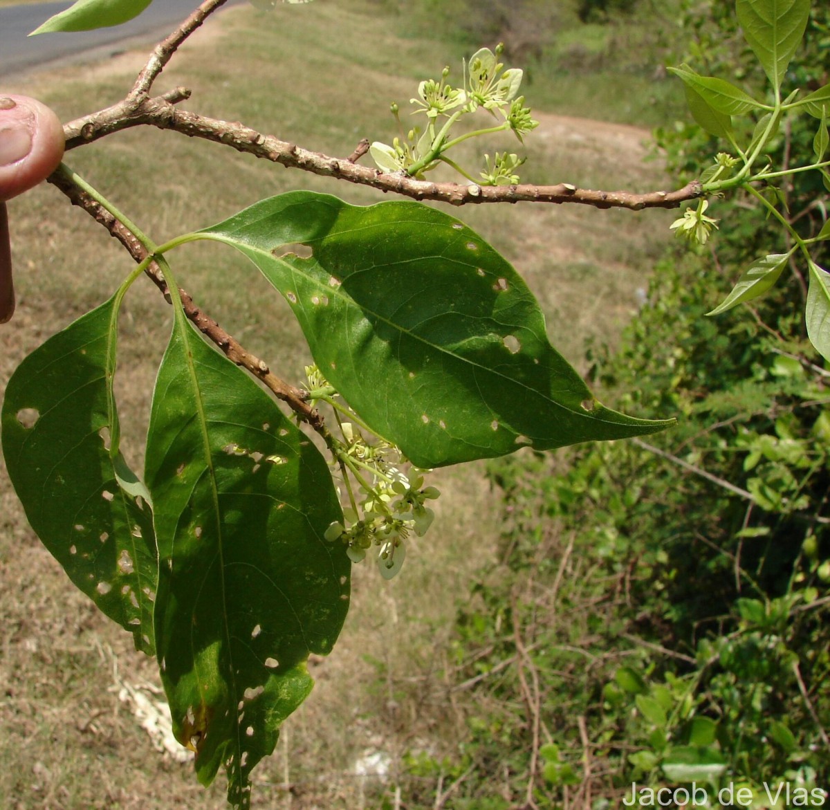 Crateva adansonii DC.